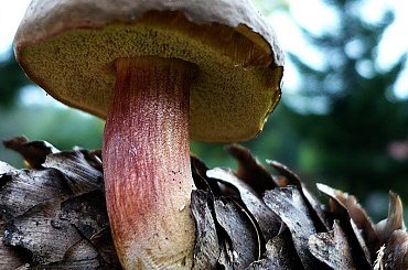 bogatemu (szczęściarzowi) to i byk się ocieli i gruszki wyrosną na dębie (grzyby zaś w każdej świerkowej szyszce) #grzyb #szyszka #zajączek