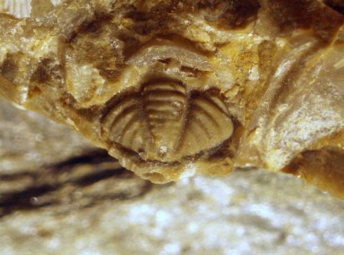 Pygidium trylobita Calymene sp. Długość okazu - 0,7 cm . Wiek : dolny sylur – środkowy dewon . Data znalezienia : 2006 .