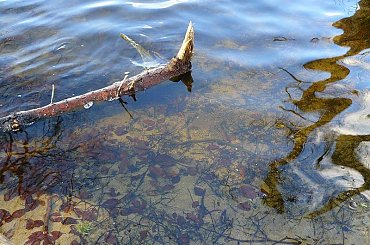 Impresje jesienne, odbicia w wodzie i kałużach #jesień #woda #jezioro #kałuże #liście #roślinki #drzewa