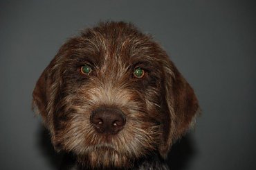 maluch #WyżełNiemieckiSzceniakPies