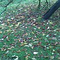 Jesień - 24.10.2009