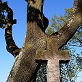 drzewo i krzyż