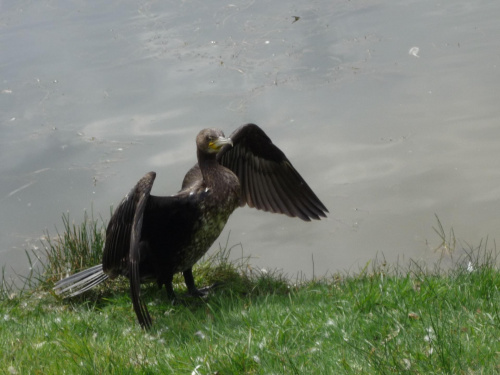 kormoran suszy swoje skrzydełka:)