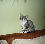 https://images45.fotosik.pl/232/52ed14761b5724bcm.jpg