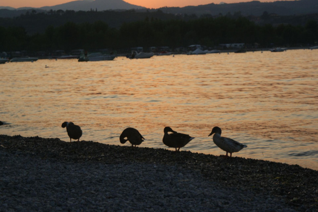 Ducks in garda :P