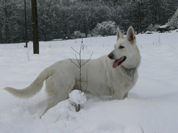 Star of Tiger BERTA (KAMA) #BialyOwczarekSzwajcarski