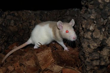 #zwierzęta #pupile #slodkie #urocze #boa #constrictor #dusiciel #widoki