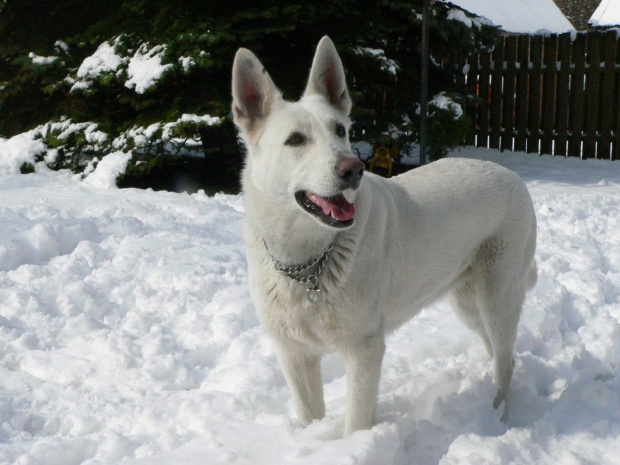 Star of Tiger BERTA (KAMA) #BiałyOwczarekSzwajcarski