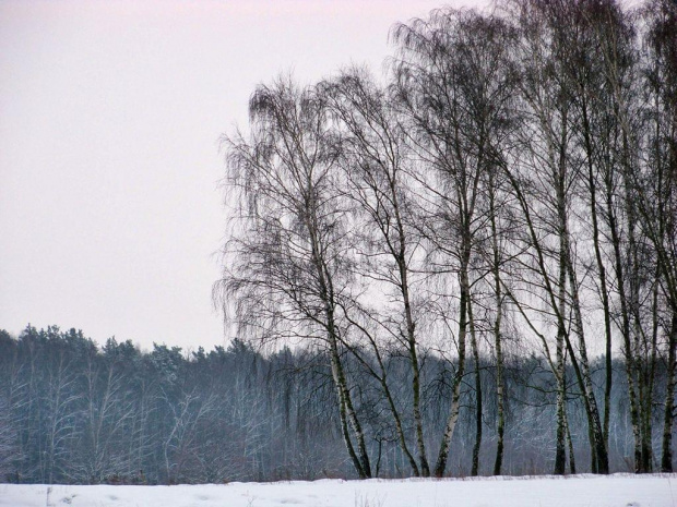 Brzozy... #LasKabacki #Warszawa #zima #śnieg