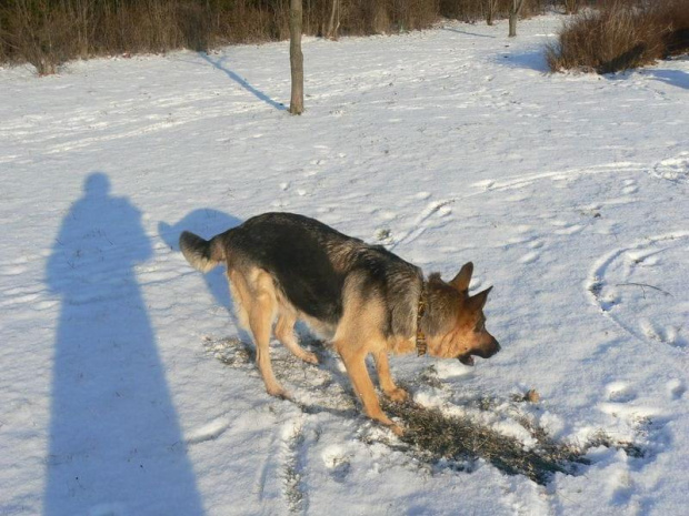 Zabawy na śniegu #Psy