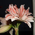 amarylis #kwiaty #hippeastrum #amarylis