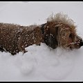 psi pług- no w końcu ktoś musi odśnieżać, a że śniegu po uszy.....:)