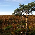 Kadr z punktu widokowego #WąwózMyśliborski #Myślibórz #krajobraz #przyroda #Jawor