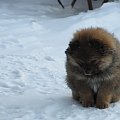 Moje pieski=) #Psy #śnieg #natura #zwierzęta #zima