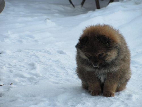 Moje pieski=) #Psy #śnieg #natura #zwierzęta #zima