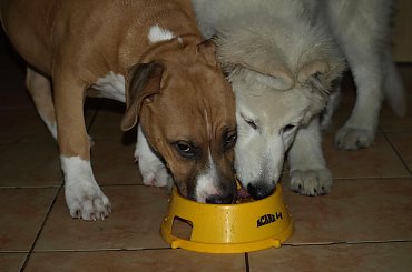 Biały owczarek szwajcarski www.zchatyleona.republika.pl #BiałyOwczarekSzwajcarski #opole #siołkowice #kois #BiałyOwczarek #ZChatyLeona #bogacz #hrabia #awa #cygan #aventia