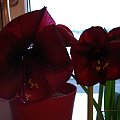 #hippeastrum