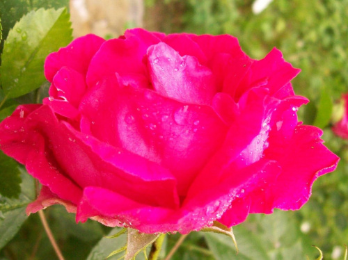 Moje różyczki #kwiaty #ogród #róże