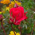 ostatnie różyczki w moim ogrodzie #kwiaty #róza #natura