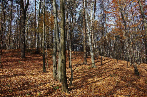 bukowy las Uroczysko