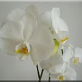 Phalaenopsis