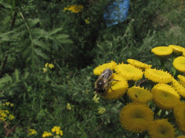 Pszczoły samotnice #pszczoła