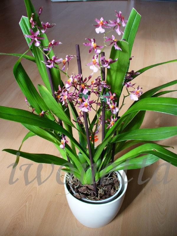 ONCIDIUM SHARRY BABY