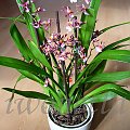 ONCIDIUM SHARRY BABY