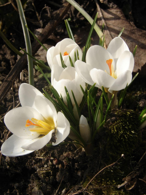 Krosusy :) #kwiaty #krorusy #natura #wiosna