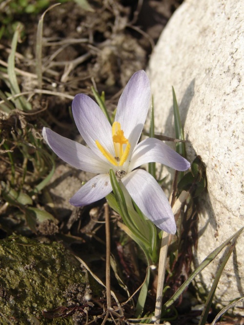 #kwiaty #krorusy #natura #wiosna