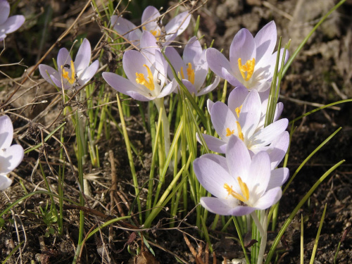 Krokusy :) #kwiaty #krorusy #natura #wiosna