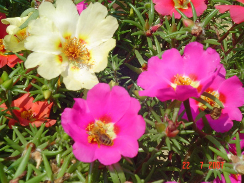 kolorowe kwiatki w moim ogródku #kwiaty #ogród