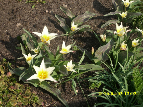tulipany ..taakie ładne..miniaturki