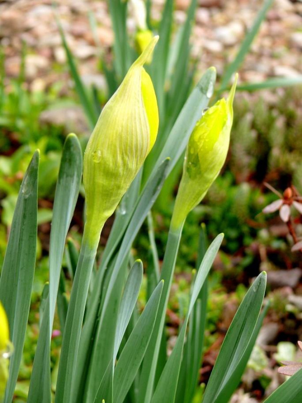 początek zielonej wiosny - żonkile #wiosna #kwiat #żonkile #żonkil