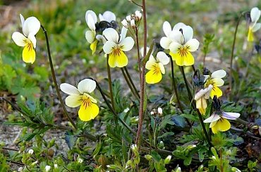 bratki I #kwiat #kwiatki #kwiaty #kwiatek #bratki #wiosna #Wiosna2010