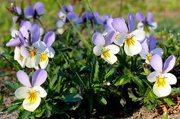 bratki II #kwiat #kwiatki #kwiaty #kwiatek #bratki #wiosna #Wiosna2010