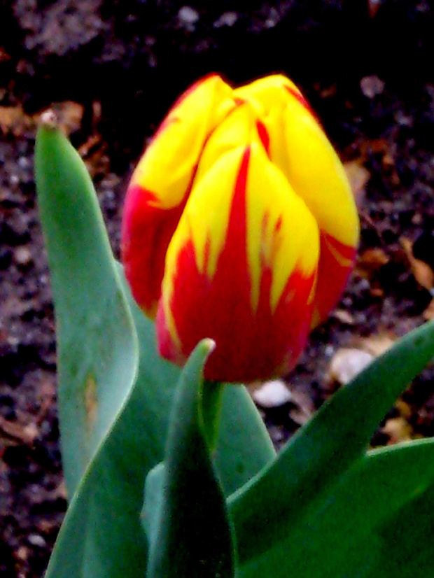 tulipan texas Flame