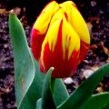tulipan texas Flame