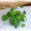 Tolmiea