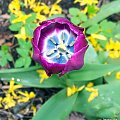 Tulipanik #Kwiaty #ogrody #tulipany