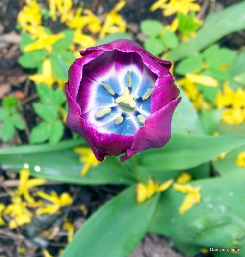 Tulipanik #Kwiaty #ogrody #tulipany