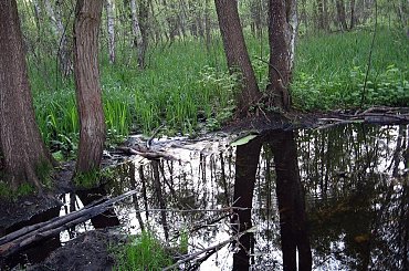 Puszcza Kampinoska-kolejna kąpiel :D #PuszczaKampinoska #błoto #UroczyskoKalisko