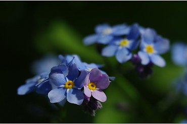 Niezapominajki... #Niezapominajki #kwiaty #makro