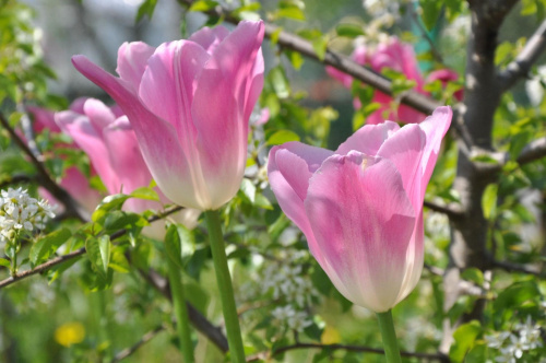 Kwiaty zawsze piękne... #przyroda #kwiaty #tulipany #różowe #ogródki