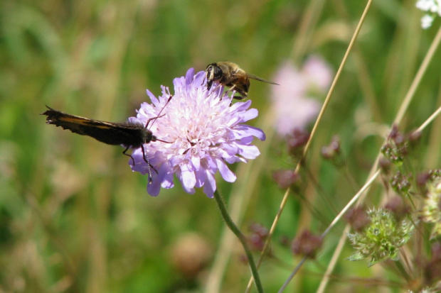 dla wszystkich starczy miejsca...;-) #motyl