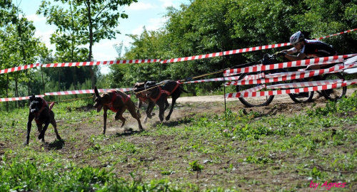 Sport zaprzęgowy w wydaniu bez śniegu -dryland #ZieloneBielkówko #amberdog