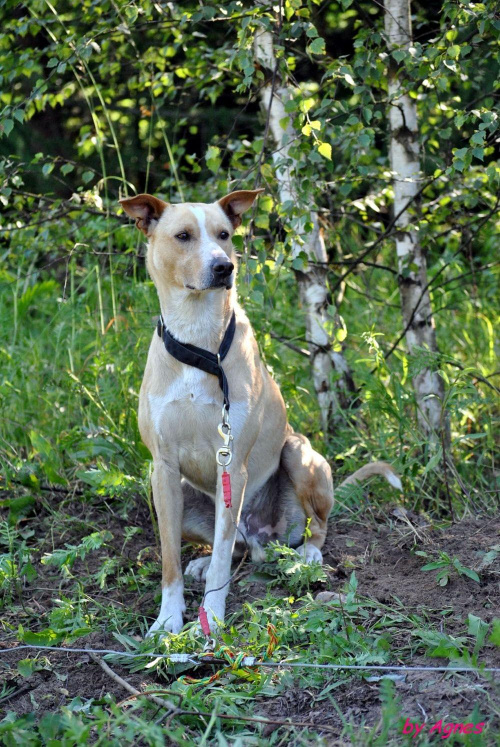 Sport zaprzęgowy w wydaniu bez śniegu -dryland #ZieloneBielkówko #amberdog