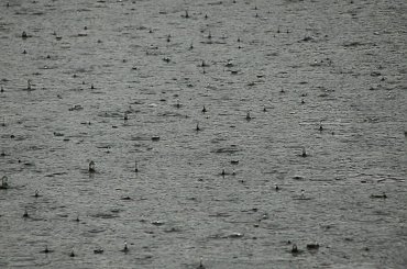 Deszcz... #deszcz #ulewa #krople #wody #woda #staw #jezioro #Racibórz #Raciborz #Śląskie #slaskie #lato