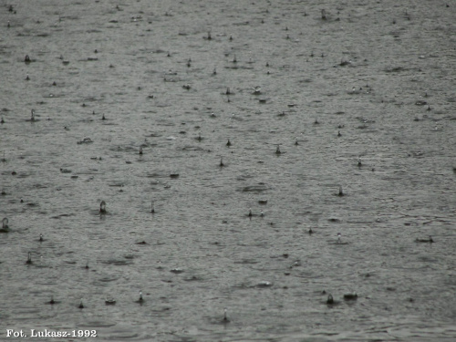 Deszcz... #deszcz #ulewa #krople #wody #woda #staw #jezioro #Racibórz #Raciborz #Śląskie #slaskie #lato