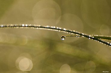 #kropelki #rosa #łąka #RanekNikon #passiv #airking